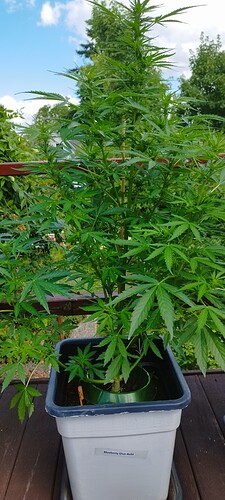 Growreport Bild 17