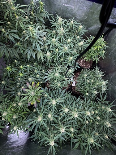 Growreport Bild 9