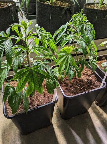 SSOG nach dem Umtopfen