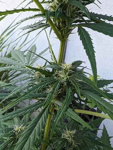 PXL_20240604_182556957