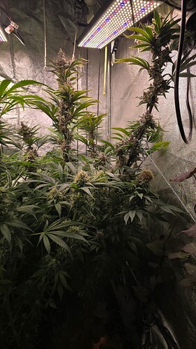 Growreport Bild 1