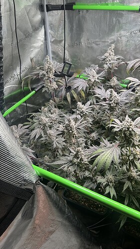 Growreport Bild 4