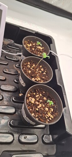 Growreport Bild 8