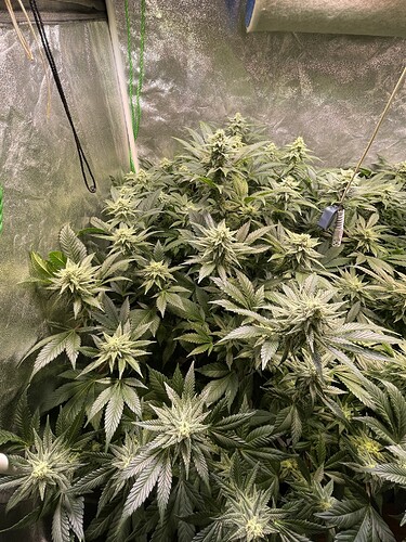 Growreport Bild 7