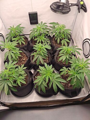 Growreport Bild 7