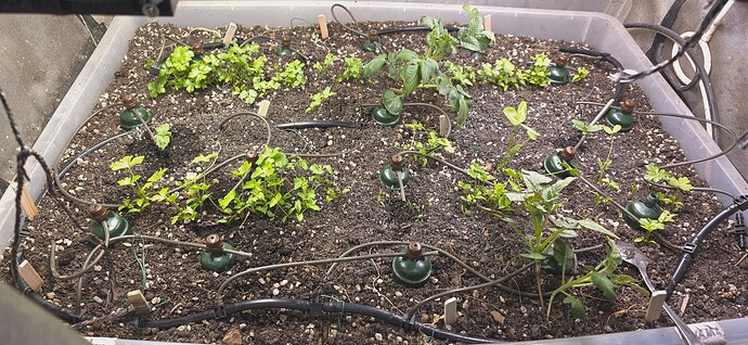 Growreport Bild 3