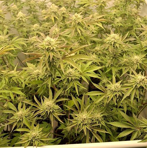 Growreport Bild 8