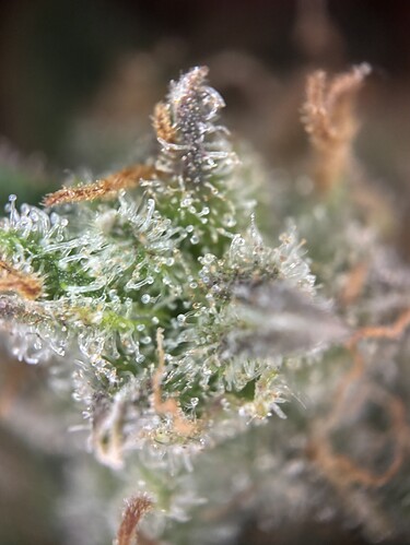 Growreport Bild 74
