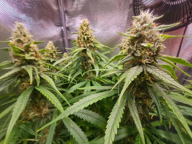Growreport Bild 11