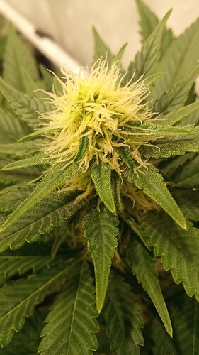 Growreport Bild 24