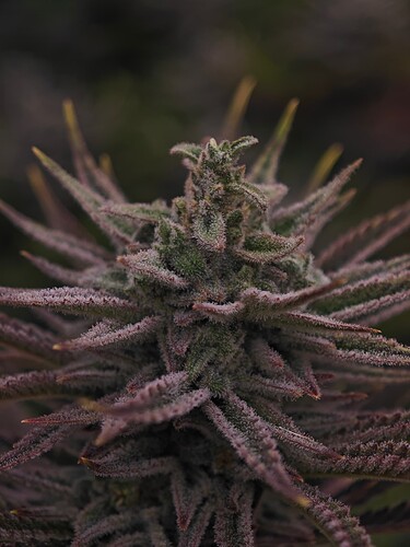 Growreport Bild 12