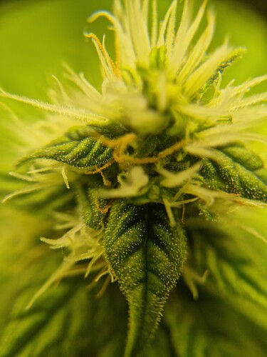 Growreport Bild 5