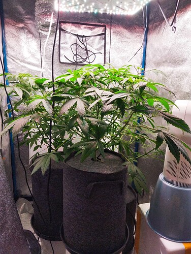 Growreport Bild 2