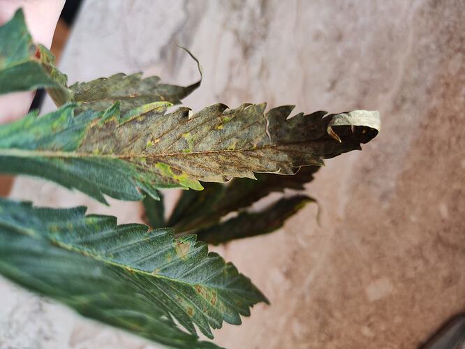 Growreport Bild 9