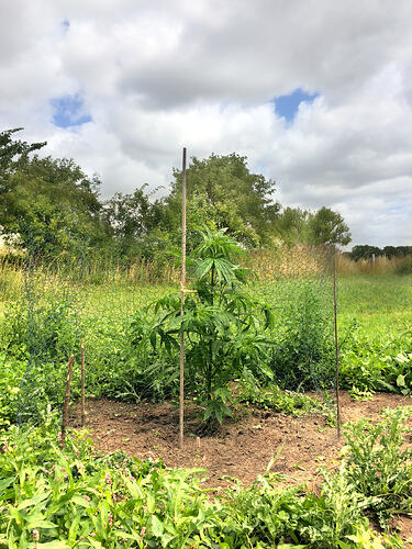 Grow26_0703_03