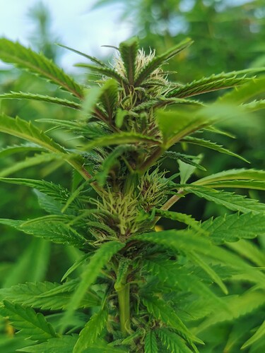 Growreport Bild 15