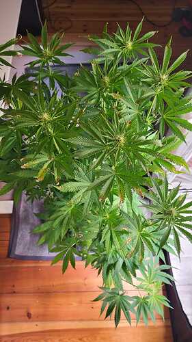 Growreport Bild 8