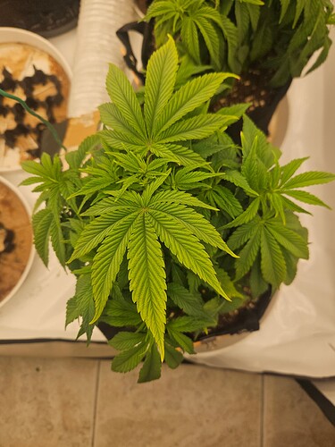 Growreport Bild 21