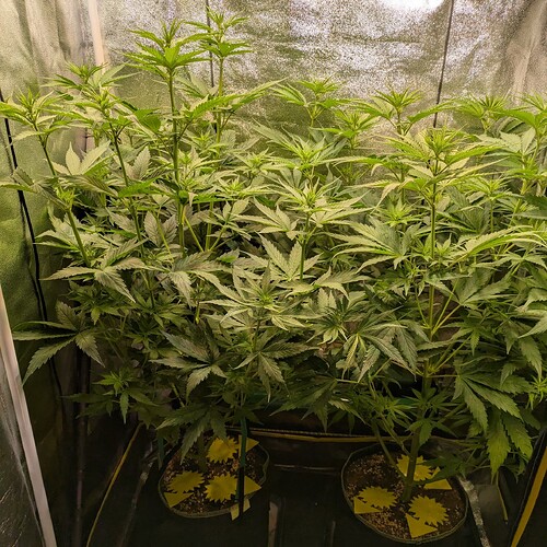 Growreport Bild 33