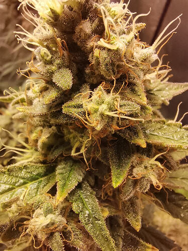 Growreport Bild 17