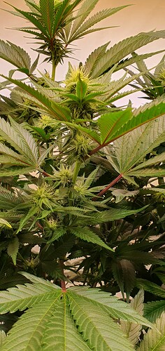 Growreport Bild 1