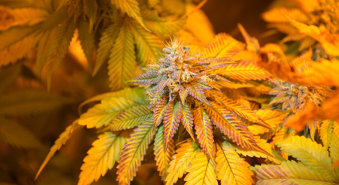 hojas-amarillas-marihuana