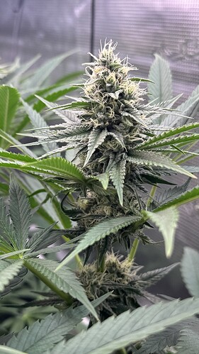 Growreport Bild 24