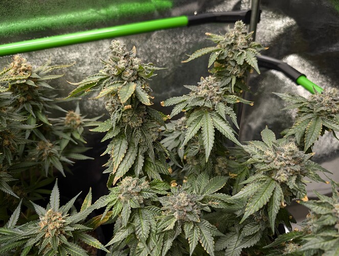 Growreport Bild 4