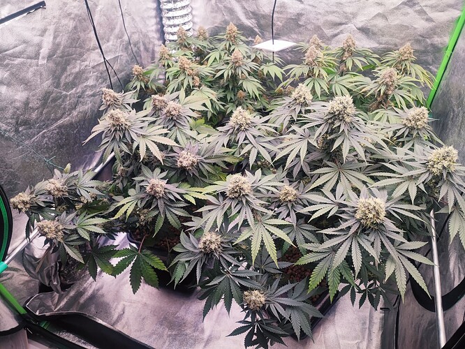 Growreport Bild 33