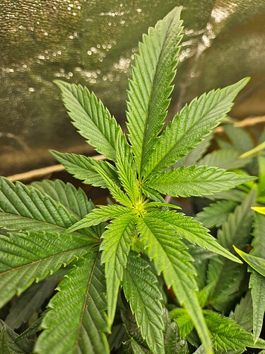 Growreport Bild 40