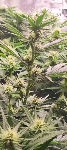 Growreport Bild 15