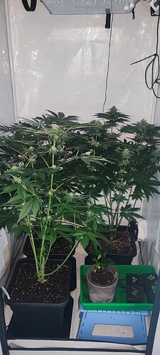 Growreport Bild 2