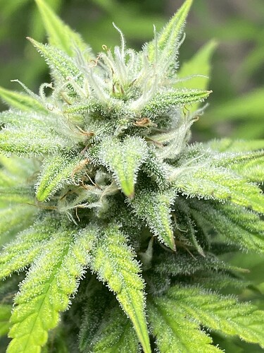 Growreport Bild 46