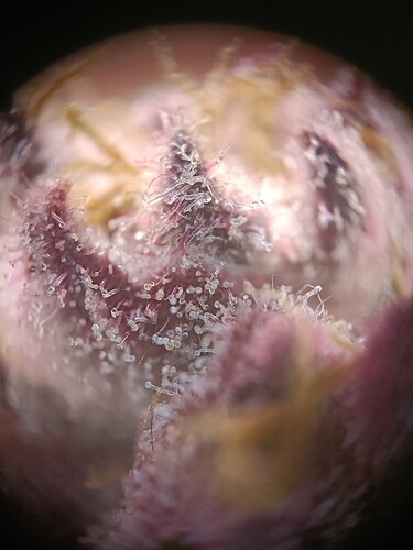 Growreport Bild 6