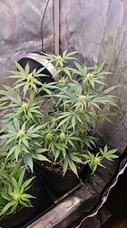 Growreport Bild 47