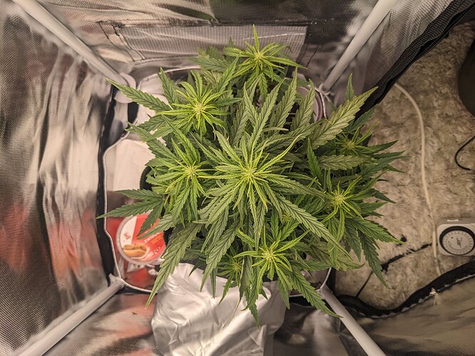 PXL_20240521_221412572