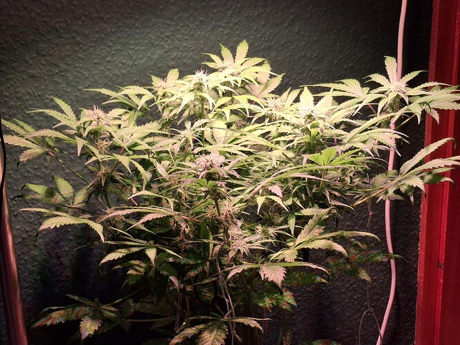 Growreport Bild 6