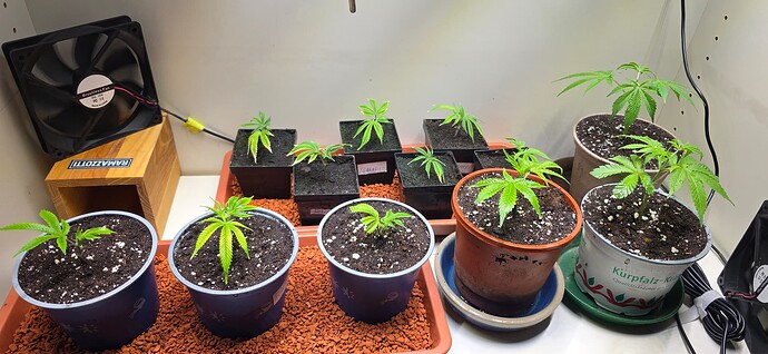 Growreport Bild 17