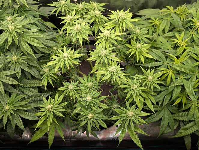Growreport Bild 3