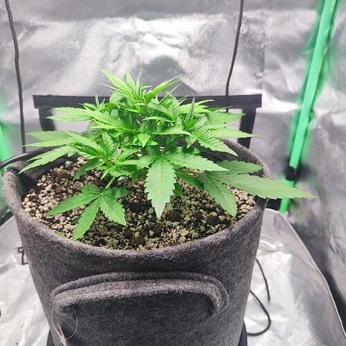 Growreport Bild 1