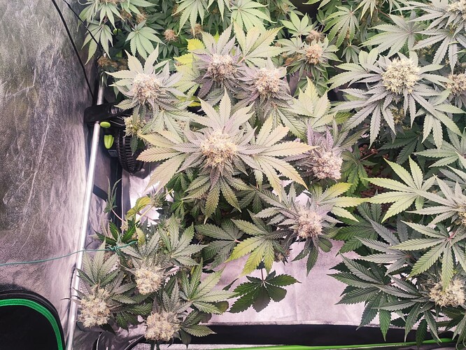 Growreport Bild 30