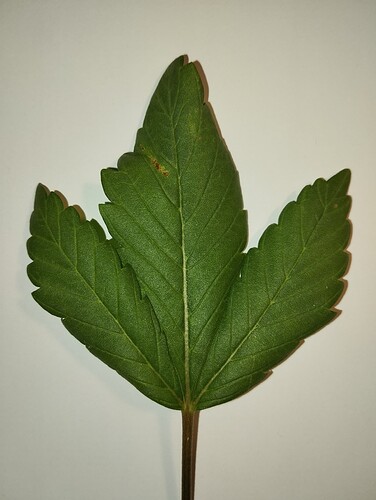 Growreport Bild 26