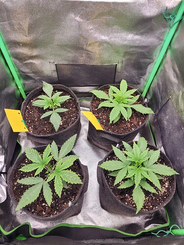 Growreport Bild 4