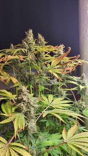 Growreport Bild 7