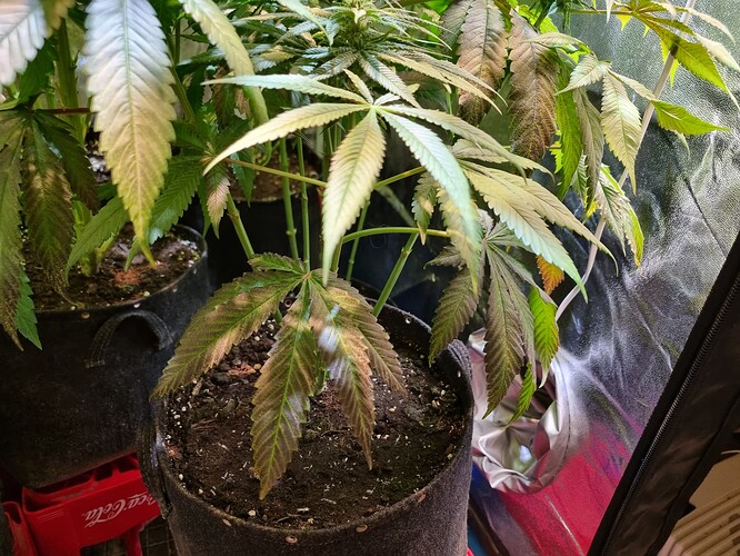 Mehrere Cannabis-Pflanzen in Vlies-Töpfen, einige Blätter zeigen Anzeichen von Nährstoffmangel oder Verbrennungen.