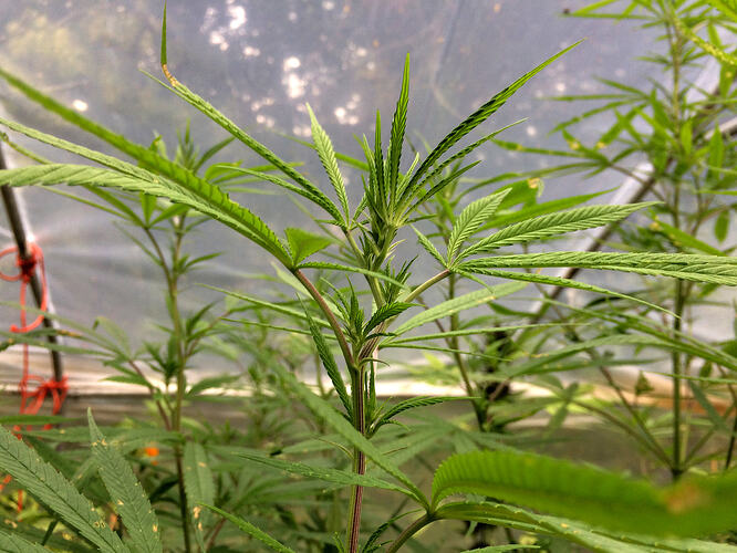 Grow26_0912_09_JL