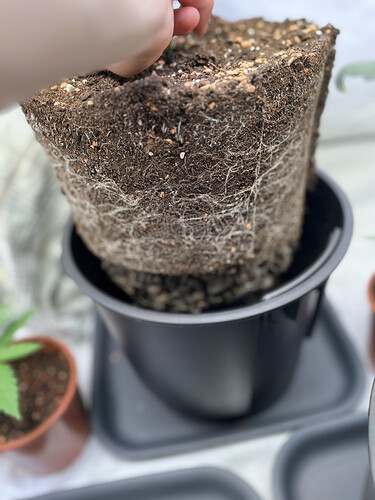 Growreport Bild 36