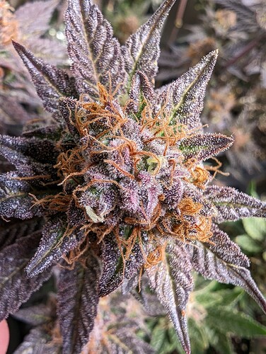 Growreport Bild 10