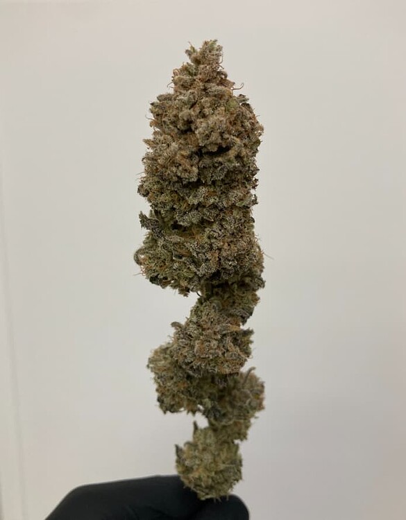 [Beendet] 2. Grow - 2x RQS Royal Highness Indoor 60x60x160 - Organic