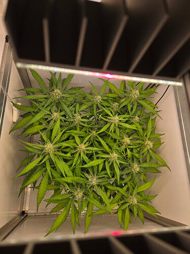 Draufsicht auf eine blühende Cannabis-Pflanze in einer Growbox unter einer LED-Lampe.